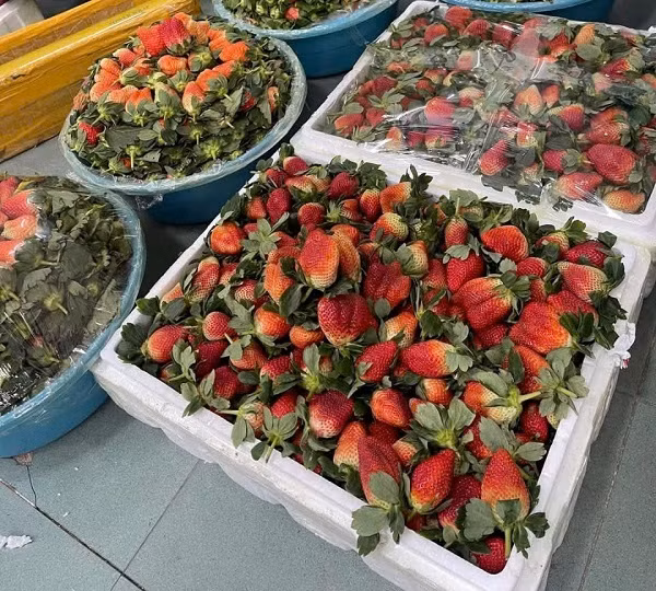 Sự thật việc dâu tây giá rẻ tràn ngập chợ? - Hình 2 Su that viec dau tay gia re tran ngap cho?-Hinh-2